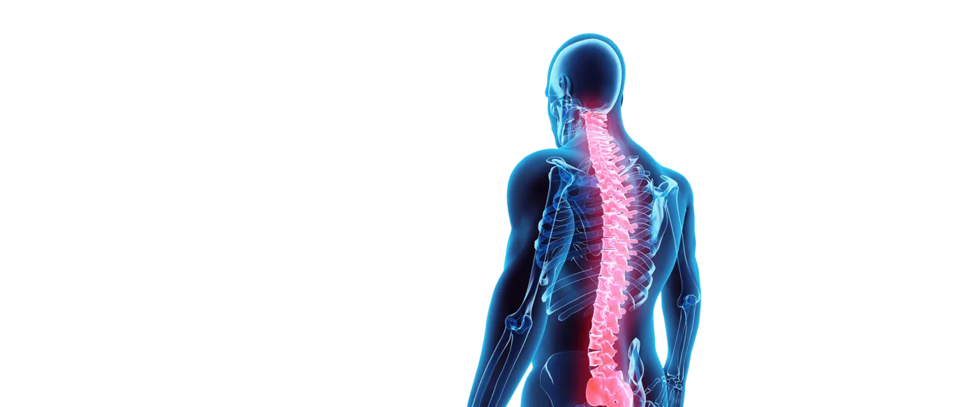 Human back with the spine highlighted